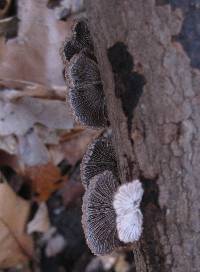 Schizophyllum commune image