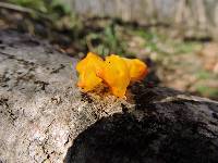 Tremella mesenterica image