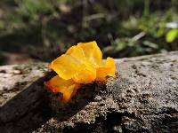 Tremella mesenterica image