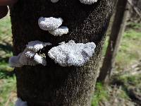 Schizophyllum commune image