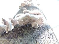 Schizophyllum commune image