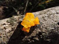 Tremella mesenterica image