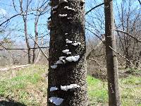 Schizophyllum commune image