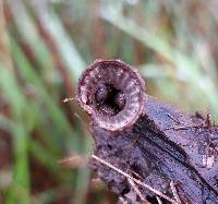 Cyathus striatus image