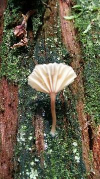 Lichenomphalia umbellifera image