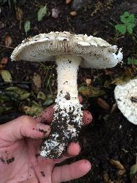 Amanita magniverrucata image