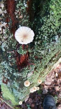 Lichenomphalia umbellifera image