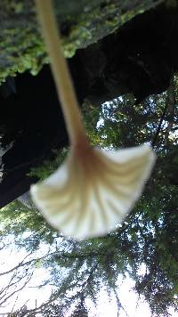 Lichenomphalia umbellifera image