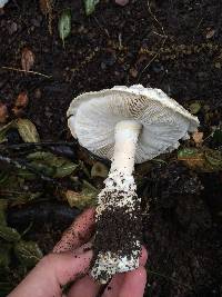 Amanita magniverrucata image