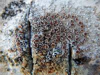 Image of Lecanora allophana