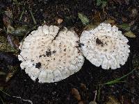 Amanita magniverrucata image