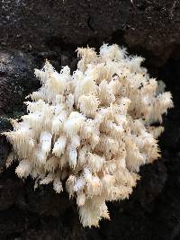 Hericium americanum image