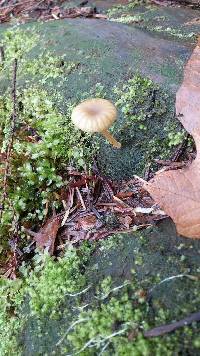 Lichenomphalia umbellifera image