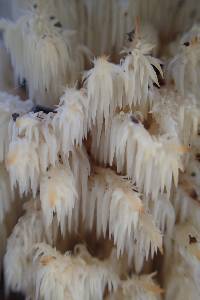 Hericium americanum image