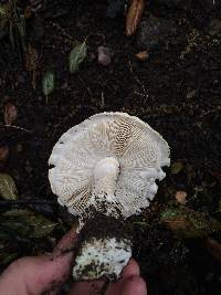 Amanita magniverrucata image