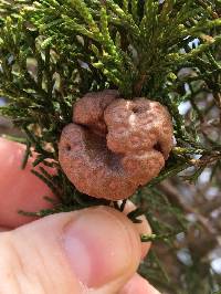 Gymnosporangium juniperi-virginianae image