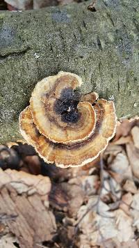 Trametes versicolor image