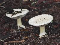 Amanita magniverrucata image