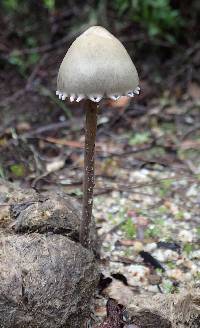 Panaeolus papilionaceus image