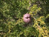 Gymnosporangium juniperi-virginianae image