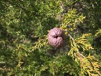 Gymnosporangium juniperi-virginianae image