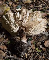 Chlorophyllum brunneum image