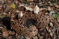 Chlorophyllum brunneum image