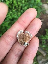 Schizophyllum commune image