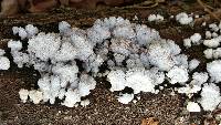 Schizophyllum commune image