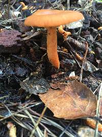 Lactarius rubidus image