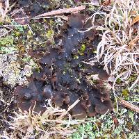 Peltigera canina image