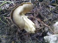 Helvella solitaria image