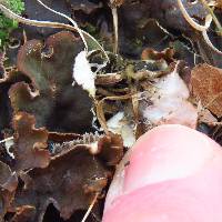 Peltigera canina image