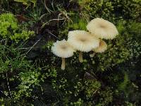 Lichenomphalia umbellifera image