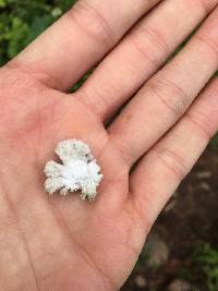 Schizophyllum commune image