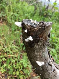 Schizophyllum commune image