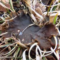 Peltigera canina image