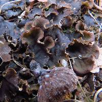 Peltigera canina image