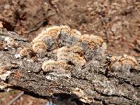 Trametes versicolor image