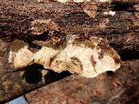 Trametes versicolor image