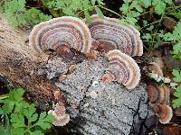 Trametes versicolor image