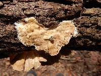 Trametes versicolor image