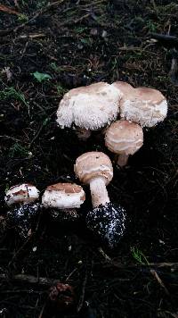 Chlorophyllum brunneum image