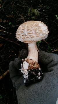 Chlorophyllum brunneum image