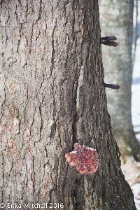 Ganoderma tsugae image