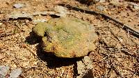 Ganoderma curtisii image