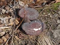 Ganoderma tsugae image