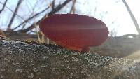 Pycnoporus cinnabarinus image