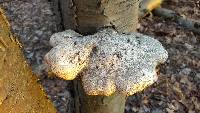 Fomitopsis betulina image