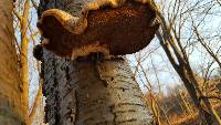 Piptoporus betulinus image